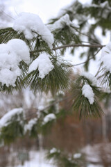 There is a pile of snow on the branches of the spruce tree.