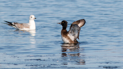 ducks in the water