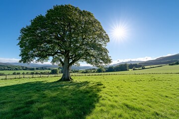 The sun shining through a tree on a green meadow, a panoramic vibrant rural landscape with clear blue sky before sunset