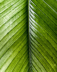 green leaf texture