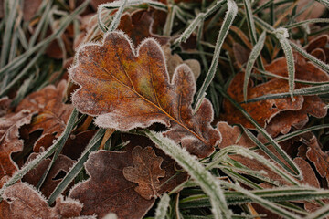 frost on leaf