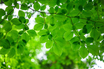 Closeup view of green beech leaves in spring forest. Natural floral green plants and ecology background