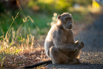 A Chacma Baboon troop foraging and playing at sunset near Cape Point Nature Reserve - Cape Town, South Africa