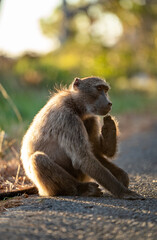 A Chacma Baboon troop foraging and playing at sunset near Cape Point Nature Reserve - Cape Town, South Africa