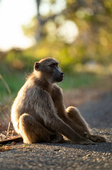 A Chacma Baboon troop foraging and playing at sunset near Cape Point Nature Reserve - Cape Town, South Africa