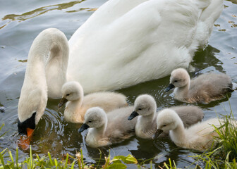 A swan with baby swans swimming in a lake in Schlosspark Laxenburg, Austria © Anastasiia
