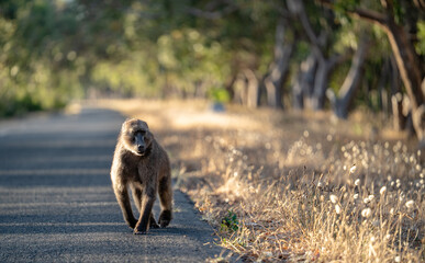 A Chacma Baboon troop foraging and playing at sunset near Cape Point Nature Reserve - Cape Town, South Africa
