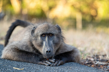 A Chacma Baboon troop foraging and playing at sunset near Cape Point Nature Reserve - Cape Town, South Africa