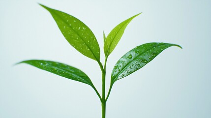 Fototapeta premium Young plant sprout, growth, nature, studio background, eco