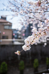 桜 日本 春