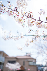 桜 日本 春