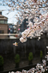 桜 日本 春