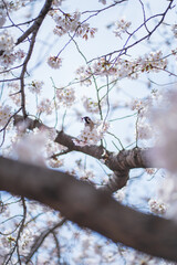 桜 日本 春
