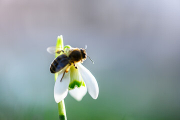 Close up of a working bee collecting pollen on a white snowdrop flower on spring meadow. Macro photography