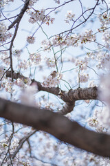 桜 日本 春