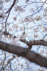 桜 日本 春