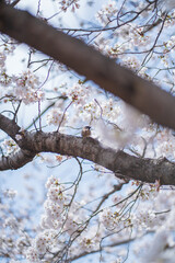 桜 日本 春