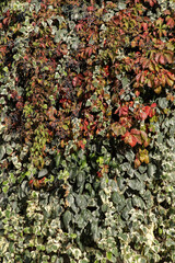 A vibrant, textured wall of autumnal foliage featuring Virginia creeper and variegated ivy, adorned...