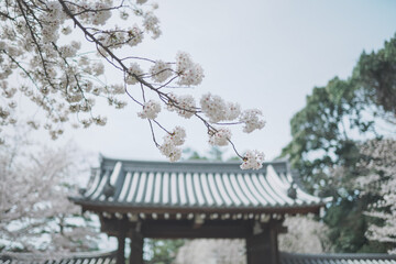 桜 日本 京都