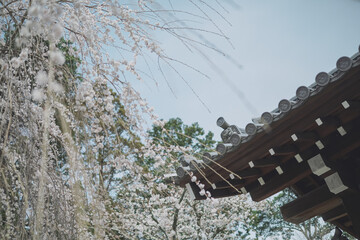 桜 日本 京都
