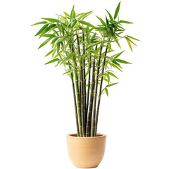Decorative Potted Bamboo Plant Isolated on Transparent Background