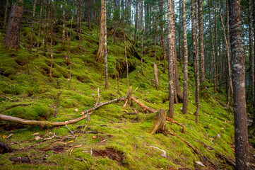 Obraz premium Beautiful forest in Fundy