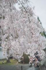 桜 日本 京都