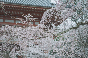 桜 日本 京都