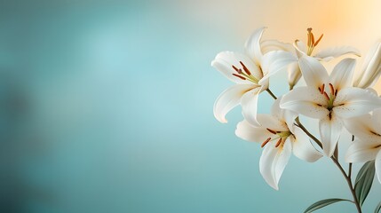Elegant White Lilies Decorated on the Edges with Soft Romantic Golden Sunlight and Blank Copyspace Center  Floral Botanical Nature Background Design