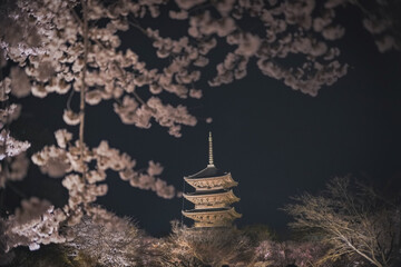 桜 日本 京都