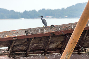 A heron sits on the railing of a wrecked ship