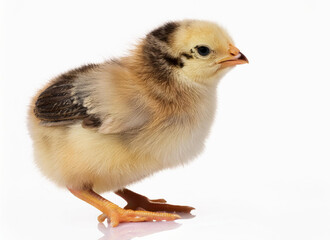 Fototapeta premium adorable little chicks isolated on a white background.