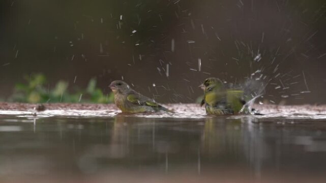 Green and yellow songbird European Greenfinch, Carduelis chloris, sitting on mossy stone by the water. Wildlife scene from wild autumn nature. Bird with mirror reflection. Bird drink and bath swimming