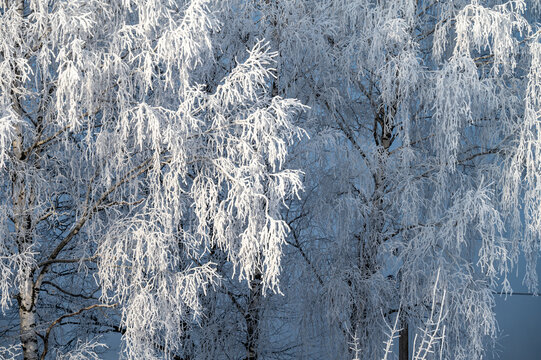 Tree branches covered with snow and frost as a natural winter background.