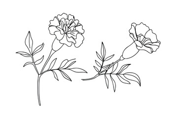 Elegant Line Art Marigold Flowers Botanical Illustration Design