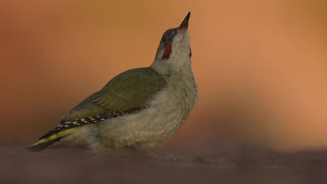 Picus sharpei, Iberian green woodpecker, medium-sized woodpecker endemic to the Iberian peninsula, Spain in Europe. Bird in the green grass, evening orange sunset. Green bird with red cap.
