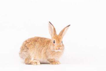 Adorable Pet Rabbit, Cute Fluffy, White Mammal with Large Ears on Background, Showcasing Its Small, Furry, Domestic Nature, Perfect for Easter Celebrations and Farm Enthusiasts