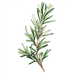 Obraz premium single rosemary sprig with needle like leaves, showcasing its vibrant green color and natural beauty, perfect for culinary or decorative use