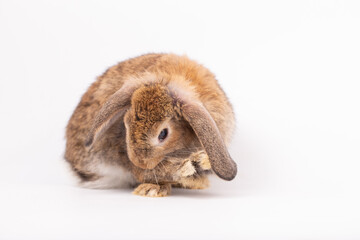 Adorable Pet Rabbit, Cute Fluffy, White Mammal with Large Ears on Background, Showcasing Its Small, Furry, Domestic Nature, Perfect for Easter Celebrations and Farm Enthusiasts