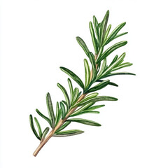 Obraz premium single rosemary sprig with needle like leaves, showcasing vibrant green hues and natural, fresh appearance. Perfect for culinary or decorative use