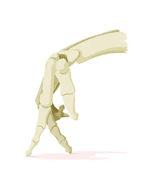A skeleton hand makes a walking movement, bones keep moving to stay healthy and prevent osteoporosis