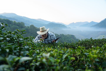 The owner of a world-class tea plantation inspects the quality and growth of tea leaves on his...