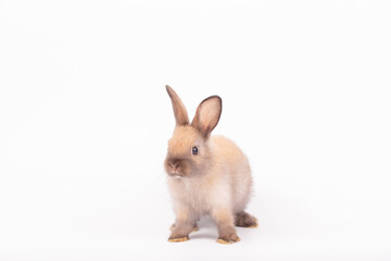 Adorable Pet Rabbit, Cute Fluffy, White Mammal with Large Ears on Background, Showcasing Its Small, Furry, Domestic Nature, Perfect for Easter Celebrations and Farm Enthusiasts