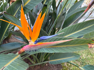 Beautiful blooming exotic Strelitzia reginae bird of paradise flower close up
