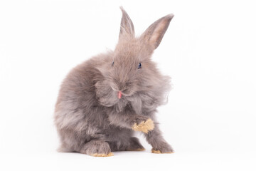Obraz premium Adorable Pet Rabbit, Cute Fluffy, White Mammal with Large Ears on Background, Showcasing Its Small, Furry, Domestic Nature, Perfect for Easter Celebrations and Farm Enthusiasts