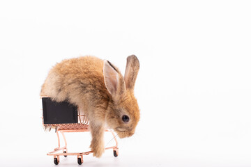 Adorable Pet Rabbit, Cute Fluffy, White Mammal with Large Ears on Background, Showcasing Its Small, Furry, Domestic Nature, Perfect for Easter Celebrations and Farm Enthusiasts