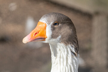 Twente goose 