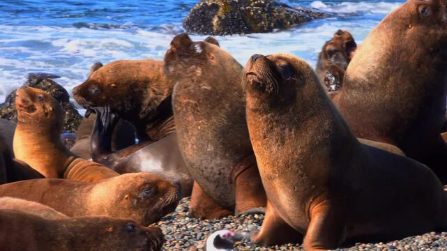 South Patagonian Sea lions engage in fight