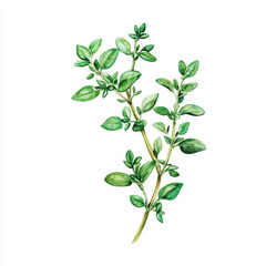 Fototapeta premium sprig of thyme with tiny green leaves, showcasing its vibrant color and delicate structure, perfect for culinary or decorative use