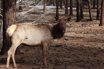 Female Elk Looking at Viewer